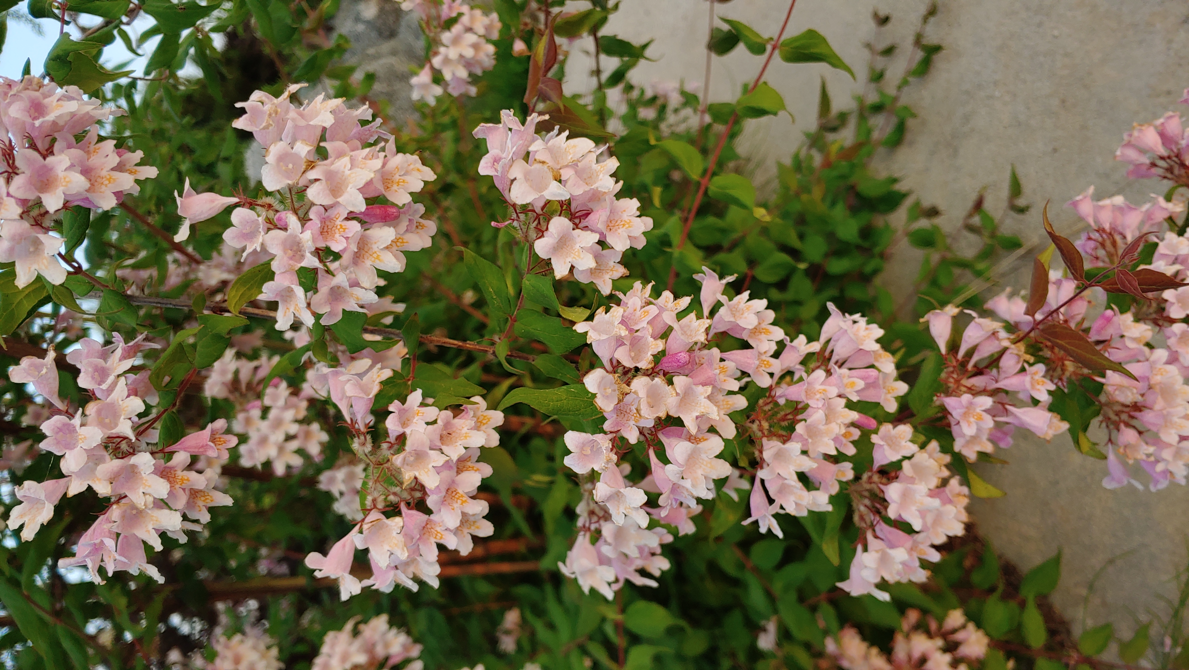 Abelia grandiflora 'Pinky Bells'